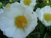 Слънчева Инсталация, Portulaca, Роза Мъх (Portulaca grandiflora) бял, характеристики, снимка
