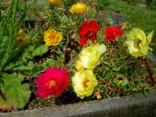 庭の花 太陽植物、スベリヒユは、コケをバラ, Portulaca grandiflora フォト, 特性 赤