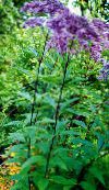 Záhradné kvety Fialová Joe Pye Burinu, Sladký Joe Pye Weed, Eupatorium fotografie, vlastnosti fialový