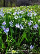 Bahçe çiçekleri Sibirya Adasoğanı, Scilla fotoğraf, özellikleri açık mavi