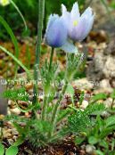 Zahradní květiny Koniklec Velkokvětý, Pulsatilla fotografie, charakteristiky světle modrá
