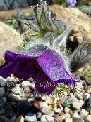 Градински цветове Съсънка, Pulsatilla снимка, характеристики виолетов