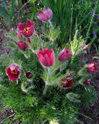 Puutarhakukat Pasque Kukka, Pulsatilla kuva, ominaisuudet punainen