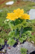 Kerti Virágok Kökörcsin, Pulsatilla fénykép, jellemzők sárga
