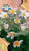 Puutarhakukat Pasque Kukka, Pulsatilla kuva, ominaisuudet valkoinen