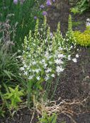 Záhradné kvety Hviezda-Of-Betlehema, Ornithogalum fotografie, vlastnosti biely