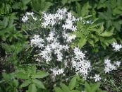 Zahradní květiny Hvězda-Of-Betléma, Ornithogalum fotografie, charakteristiky bílá