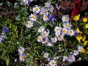 Садові Квіти Амеллюс, Amellus фото, характеристика бузковий