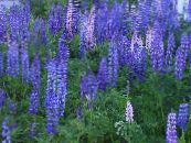 Dārza Ziedi Robežjoslas Lupīna, Lupinus foto, raksturlielumi gaiši zils