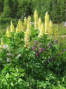 Zahradní květiny Streamside Lupina, Lupinus fotografie, charakteristiky žlutý