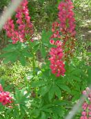Zahradní květiny Streamside Lupina, Lupinus fotografie, charakteristiky červená
