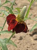 Mexickej Klobúky, Sivá Čele Echinacea, Vzpriamene Prérie Echinacea, Žlté, Červené Klobúky Echinacea