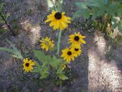 Λουλούδια κήπου Μαυρομάτικα Σούζαν, Ανατολική Coneflower, Πορτοκαλί Coneflower, Επιδεικτικός Coneflower, Rudbeckia φωτογραφία, χαρακτηριστικά κίτρινος