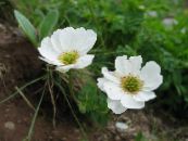 Ogrodowe Kwiaty Rutovnik (Krasivotsvet), Callianthemum zdjęcie, charakterystyka biały