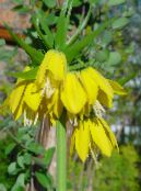les fleurs du jardin Couronner Fritillaria Impériales photo, les caractéristiques jaune