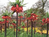 Koruna Cisárskej Fritillaria  červená, vlastnosti, fotografie
