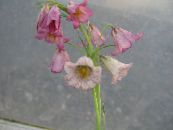 Trädgårdsblommor Krona Imperial Fritillaria foto, egenskaper rosa