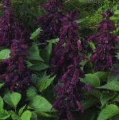 Trädgårdsblommor Scarlet Salvia, Röd Salvia, Salvia splendens foto, egenskaper violett