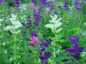 Dārza Ziedi Muskatsalvijas, Krāsotas Salvija, Horminum Salvija, Salvia foto, raksturlielumi balts