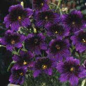 Aed Lilled Värvitud Keel, Salpiglossis foto, omadused purpurne