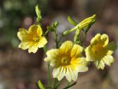 Sodo Gėlės Dažyti Kalba, Salpiglossis nuotrauka, charakteristikos geltonas