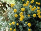 Lavender Cotton, Holy Herb, Ground Cypress, Petite Cypress, Green Santolina  yellow, characteristics, photo