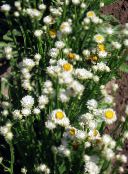 Zahradní květiny Okřídlený Věčný, Ammobium alatum fotografie, charakteristiky bílá