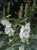 Λουλούδια κήπου Checkerbloom, Μικρογραφία Hollyhock, Λιβάδι Μολόχα, Πούλι Μολόχα, Sidalcea φωτογραφία, χαρακτηριστικά λευκό