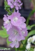 Checkerbloom, Hollyhock Miniatura, Pradaria Malva, Malva Checker (Sidalcea) lilás, características, foto