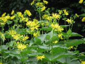Cup Plant. Rosinweed (Silphium) yellow, characteristics, photo