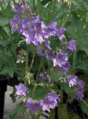 Градински цветове Стълбата На Яков, Polemonium caeruleum снимка, характеристики люляк