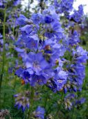 Стълбата На Яков (Polemonium caeruleum) светло синьо, характеристики, снимка