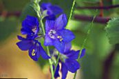 Dārza Ziedi Jēkaba ​​kāpnes, Polemonium caeruleum foto, raksturlielumi zils