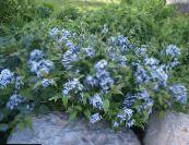 Have Blomster Blå Dogbane, Amsonia tabernaemontana foto, egenskaber lyseblå