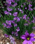 Stout Grama De Olhos Azuis, Olhos Azuis-Grass (Sisyrinchium) lilás, características, foto