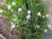 庭の花 スタウト青い目草、青目、草, Sisyrinchium フォト, 特性 ホワイト