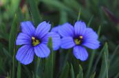 Садовые цветы Сизиринхий (Сисиринхий) узколистный, Sisyrinchium фото, характеристика голубой