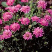 Zahradní květiny Scabiosa, Jehelníček Květina fotografie, charakteristiky růžový