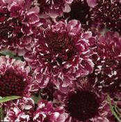  Scabiosa, Floare Pincushion fotografie, caracteristici burgundia