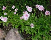 Have Blomster Pink Hawk Skæg, Hawksbeard, Crepis foto, egenskaber pink