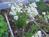 ბაღის ყვავილები ვარდების სამოთხეში, Viscaria, Silene coeli-rosa ფოტო, მახასიათებლები თეთრი