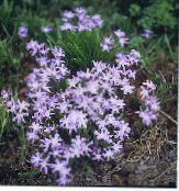 Herlighed Sneen (Chionodoxa) lilla, egenskaber, foto