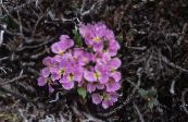 les fleurs du jardin Solms-Laubachia photo, les caractéristiques rose
