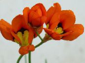 Puutarhakukat Sparaxis, Harlekiini Kukka kuva, ominaisuudet punainen