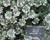 Градински цветове Голяма Бетонен, Stachys снимка, характеристики бял