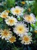 庭の花 ヤグルマギクアスターは、アスターをストークス, Stokesia フォト, 特性 ホワイト