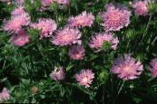 Градински цветове Метличина Астер, Стоукс Астер, Stokesia снимка, характеристики розов
