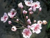 Λουλούδια κήπου Ανθοφορίας Βιασύνη, Butomus φωτογραφία, χαρακτηριστικά ροζ