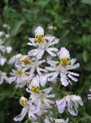 庭の花 貧しい人の蘭、蝶の花, Schizanthus フォト, 特性 ホワイト