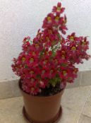 Схизантус (Шізантус) (Schizanthus) червоний, характеристика, фото